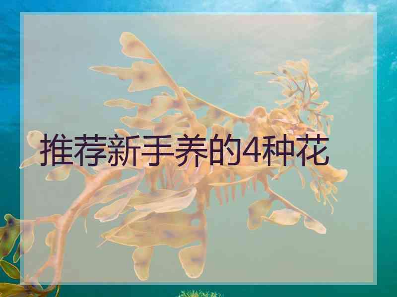 推荐新手养的4种花