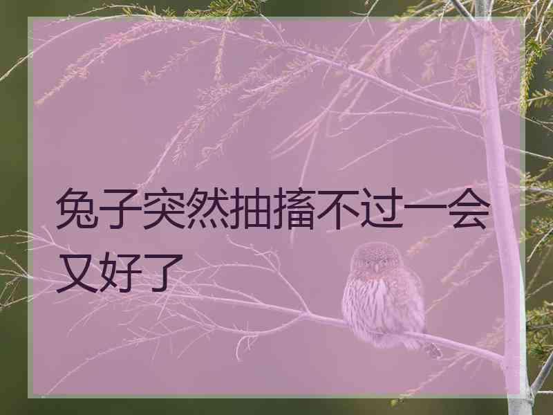 兔子突然抽搐不过一会又好了