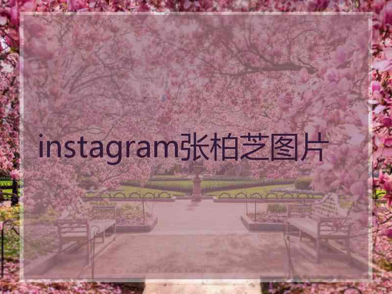 instagram张柏芝图片