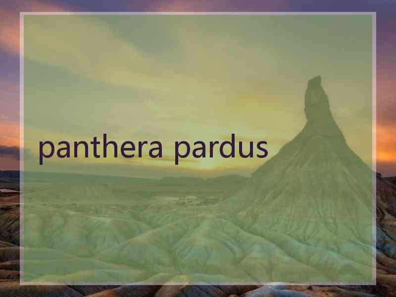 panthera pardus