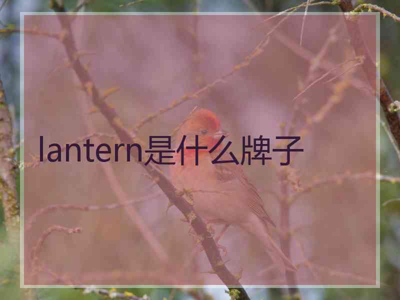 lantern是什么牌子