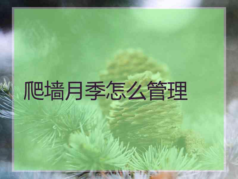 爬墙月季怎么管理